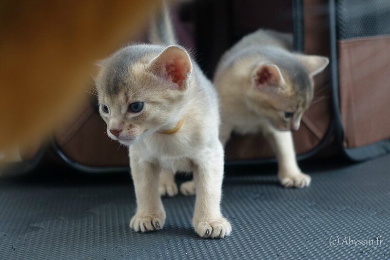 abyssins bleus