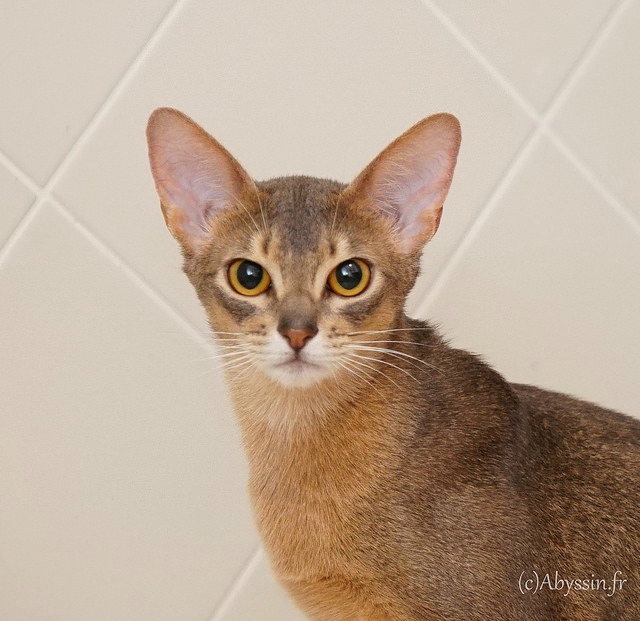 Deuce abyssinian blue