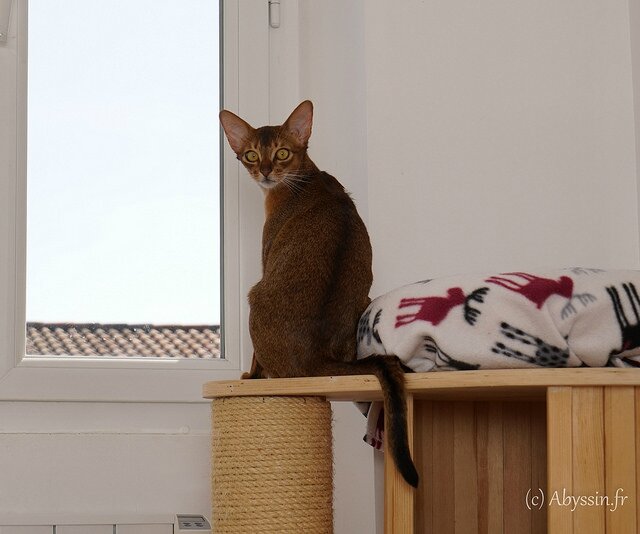 Wind song abyssinian ruddy