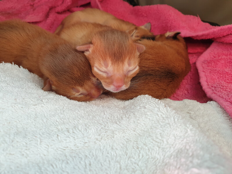 abyssinian red girl