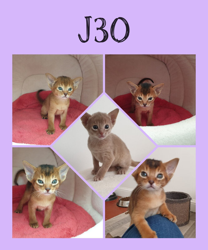 Les chatons abyssins abyssin