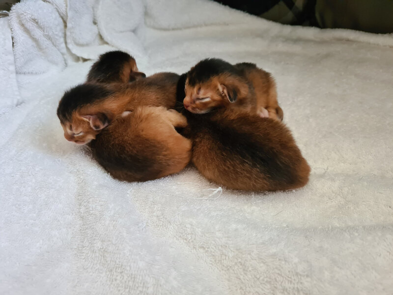 chatons abyssins abyssin