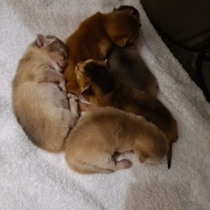 rainbow litter abyssinian abystyle