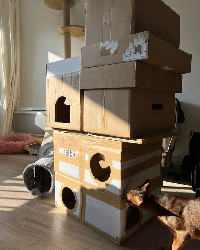 tour en carton pour chat