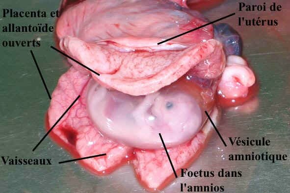 4-5sem_foetus_amnios_1bis