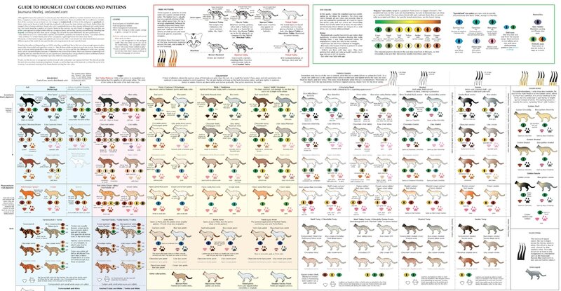 Cat-Color-Chart a