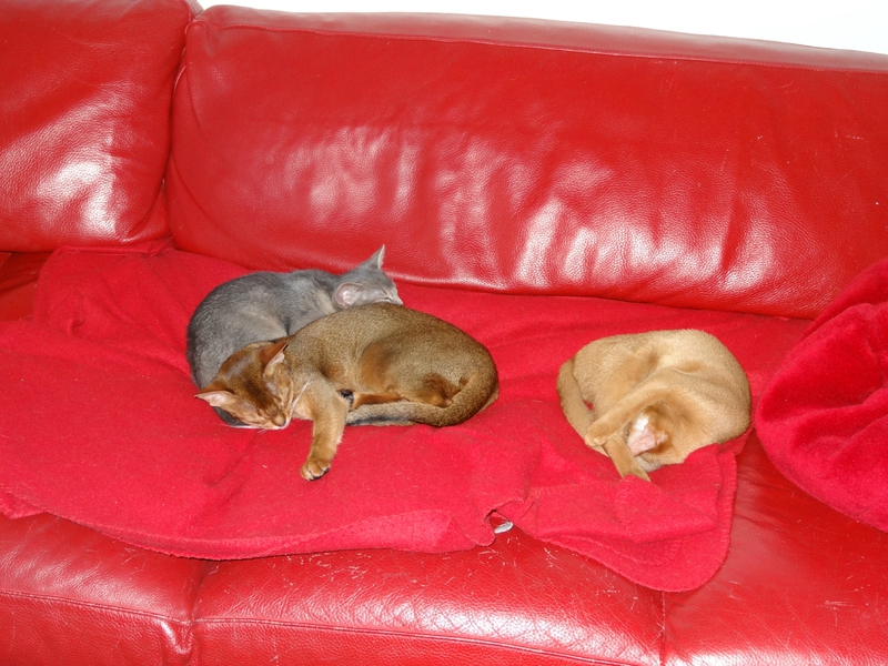 sieste collective abyssins