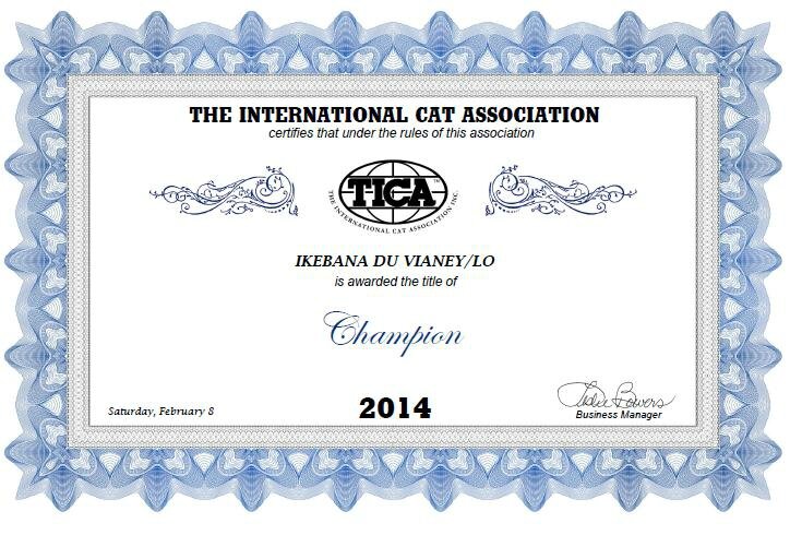 tittle champion TICA abyssin