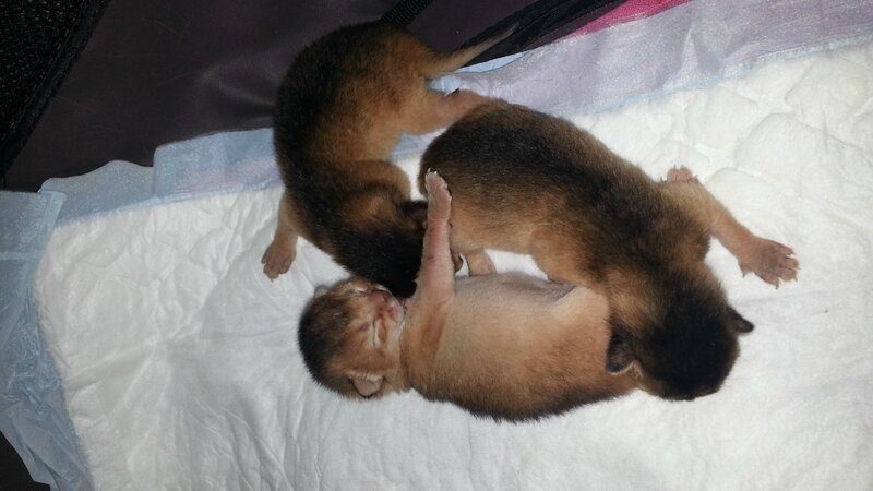 chatons abyssins disponibles