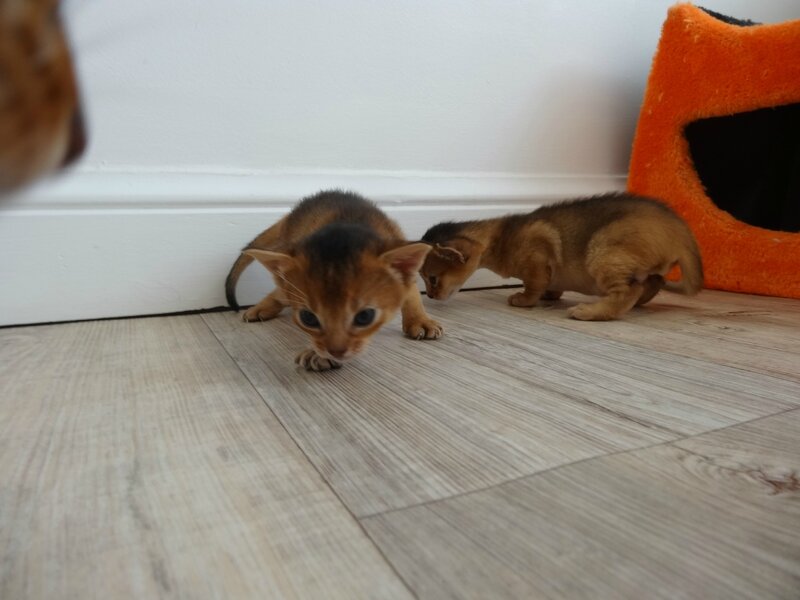 abyssins disponibles