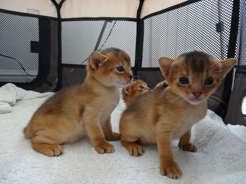 chaton abyssin lièvre